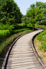 Wooden pathway though forest