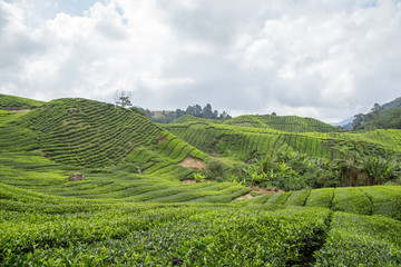 Fototapeta na wymiar Tea Plantation At Cameron Highlands, Malaysia