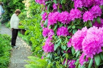 Woman in beautiful garden with rhododendron