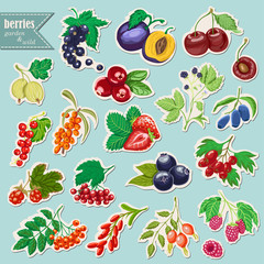 Vector collection of isolated garden and wild berries. Sticker elements