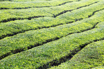 Tea Plantation At Cameron Highlands, Malaysia