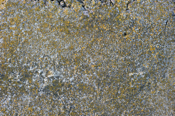 Moss Covered Wall Background