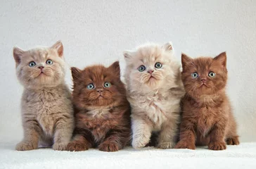 Papier Peint photo Lavable Chat four british kittens
