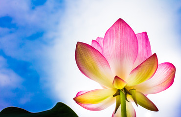 Fototapeta premium Lotus flower