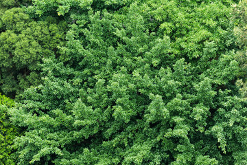 Fototapeta na wymiar Green plant from top view