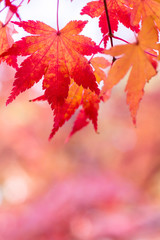 Autumn leaves