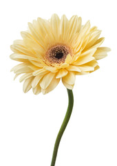 Daisy Gerbera Flower on white