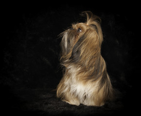Naklejka premium Shih-Tzu en studio