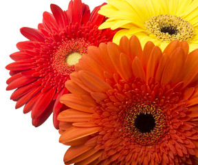bouquet of gerberas on a white background
