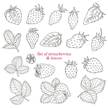 Set of strawberries and leaves
