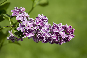 Beautiful purple lilac flowers outdoors. Sort 