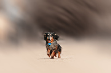 running dachshund