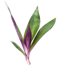 Agave plant isolated on white - obrazy, fototapety, plakaty