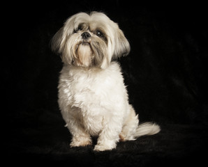 Shih-Tzu en studio