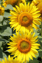 Sunflowers