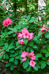 Fototapeta na wymiar Pink Rhododendrons