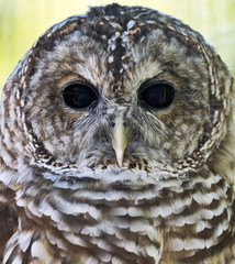 Barred Owl Closeup