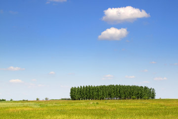 Obraz premium Field with small forest