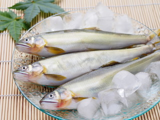 鮎

