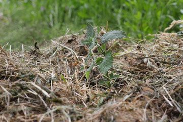ecological planting curative plants