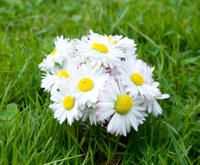 Small bouquet of daisies on a dark green grass blurred background