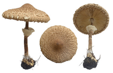 Macrolepiota procera