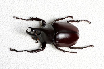 beetle