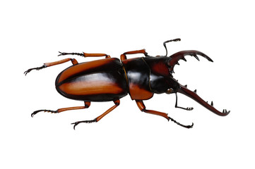 Stag beetle