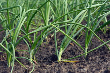 green onions in the ground