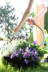 Kobieta podlewa rośliny w ogrodzie. - obrazy, fototapety, plakaty