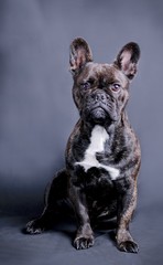 Cute French Bulldog in Studio