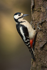 Great Spotted Woodpecker (Dendrocopos major)