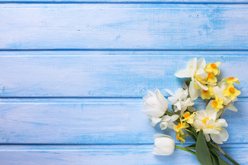 Background with fresh narcissus  and tulips