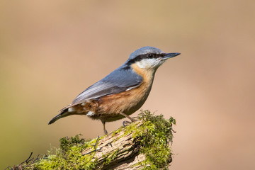 A Nuthatch (Sitta europaea) on a lichen covered branch
