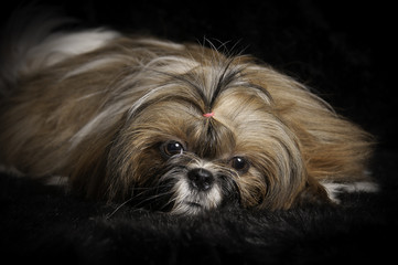 Naklejka premium Shih-Tzu en studio 
