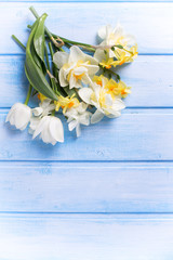 Background with fresh narcissus  and tulips flowers