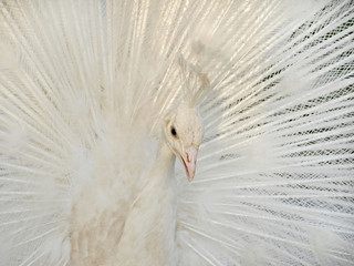 Obraz premium White colorful peacock with fan tail.