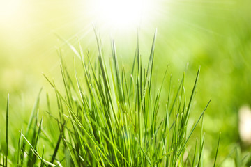 Fototapeta na wymiar Green grass, close up
