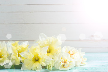 Background with fresh daffodils