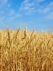 Wheat ears on field.