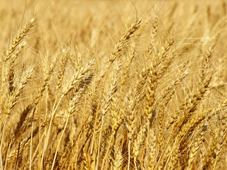 Yellow wheat ears on field taken closeup.Background.