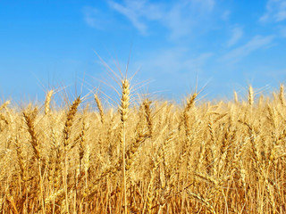 Ripe yellow wheat ears on field.