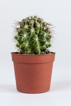 Green cactus in flower-pot