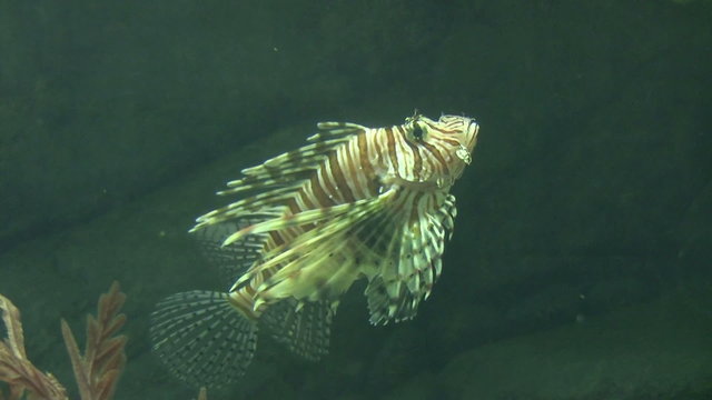 Fish pterois volitans floats in water

