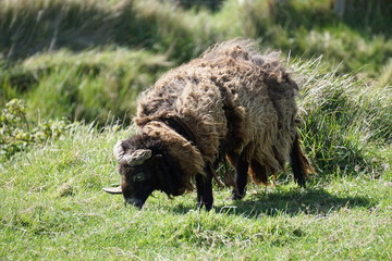 Fototapeta premium sheep