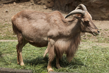 Barbary sheep (Ammotragus lervia)