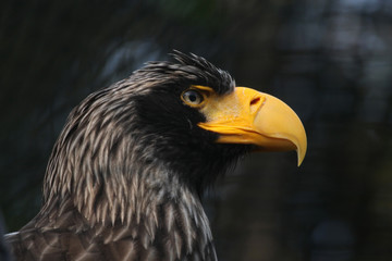 Steller's sea eagle (Haliaeetus pelagicus)