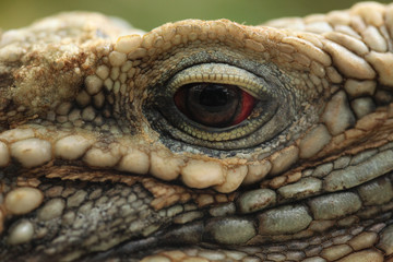 Naklejka premium Cuban rock iguana (Cyclura nubila)