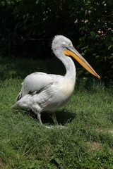 Dalmatian pelican (Pelecanus crispus)