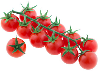 Cherry tomatoes with a branch isolated on white
